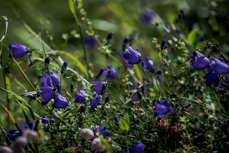 Campanula rotundifolia – Grasklokje -bellenplant - inheemse - vaste plantensoort - voor rotsachtige - tuinen - waardplanten - vlinders -bellenplant - inheemse - vaste plantensoort - voor rotsachtige - tuinen - waardplanten - vlinders